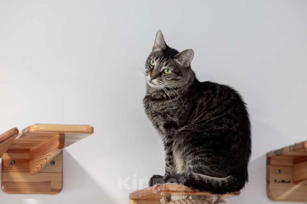 Кошки в Москве: Кошка Тьма в добрые руки Девочка, Бесплатно - фото 4