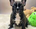 Собаки в Волжском: Французский бульдог щенки Мальчик, Бесплатно - фото 3