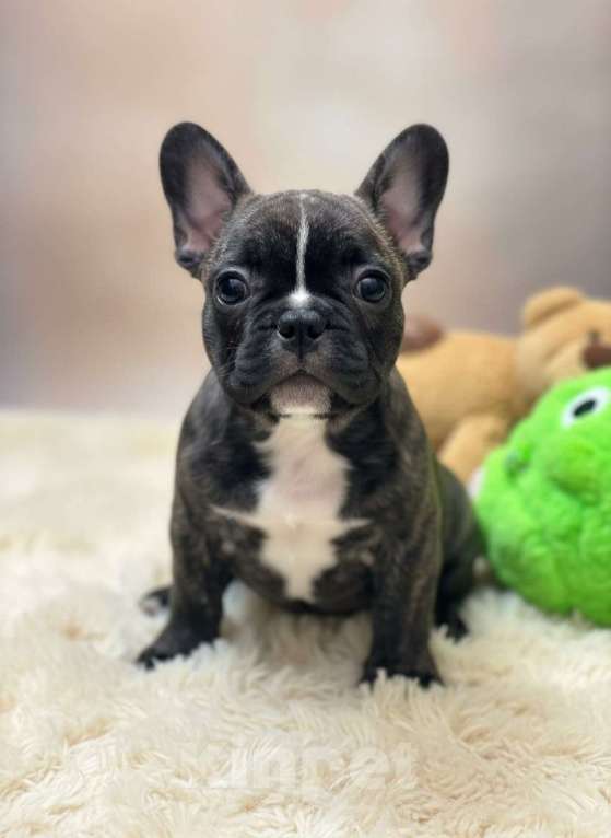Собаки в Волжском: Французский бульдог щенки Мальчик, Бесплатно - фото 3
