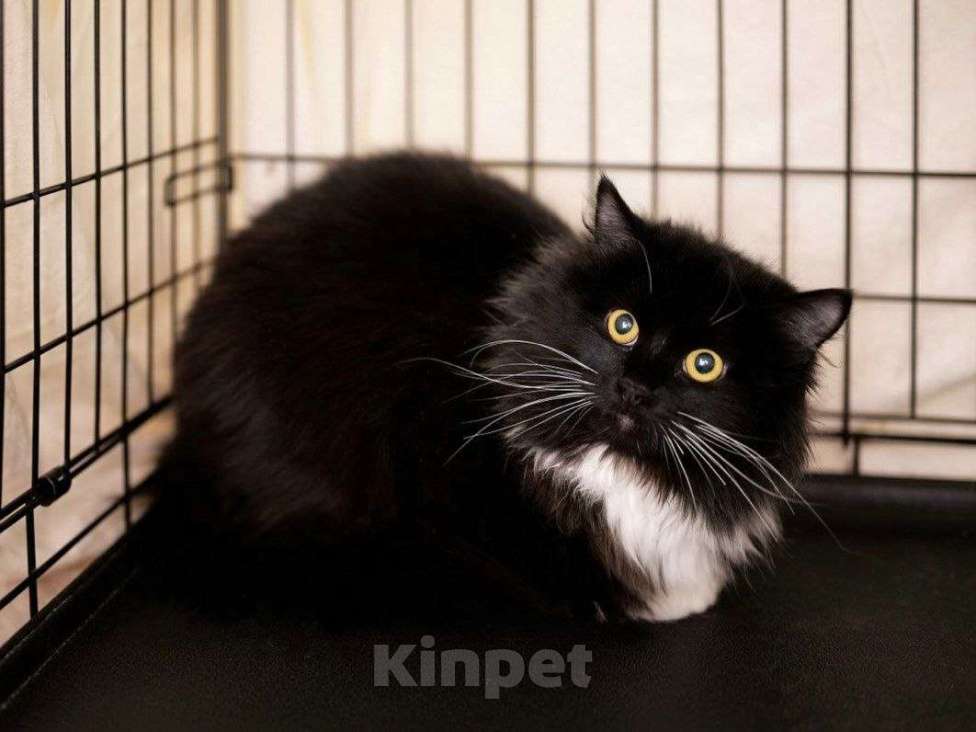 Кошки в Москве: Пушистый котенок ищет дом Мальчик, Бесплатно - фото 1