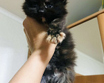 Кошки в Пензе: Чистопородные котята Мей Кун из питомника Девочка, 35 000 руб. - фото 3