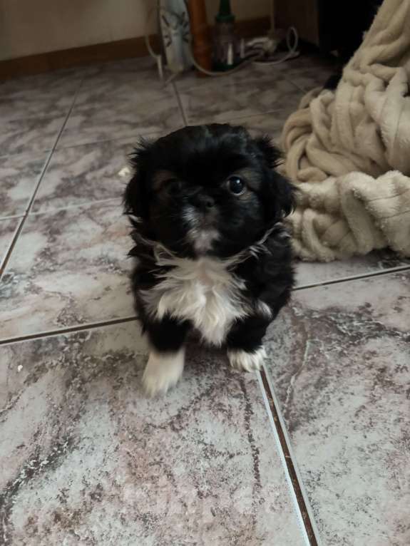 Собаки в Москве: Щенок пекинеса Белка Девочка, 15 000 руб. - фото 2