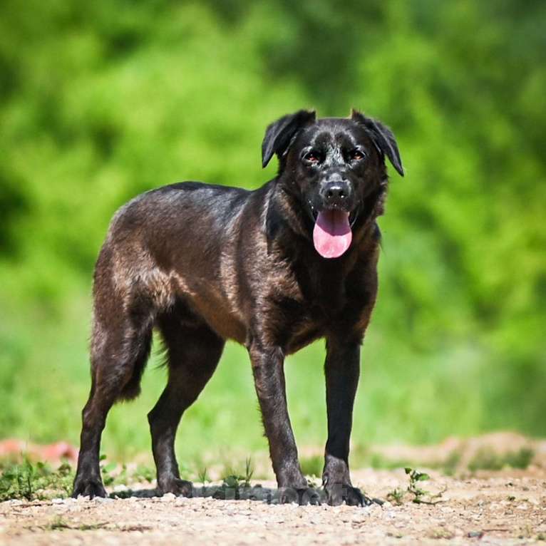 Собаки в Химках: Том в самые лучшие руки Мальчик, Бесплатно - фото 2