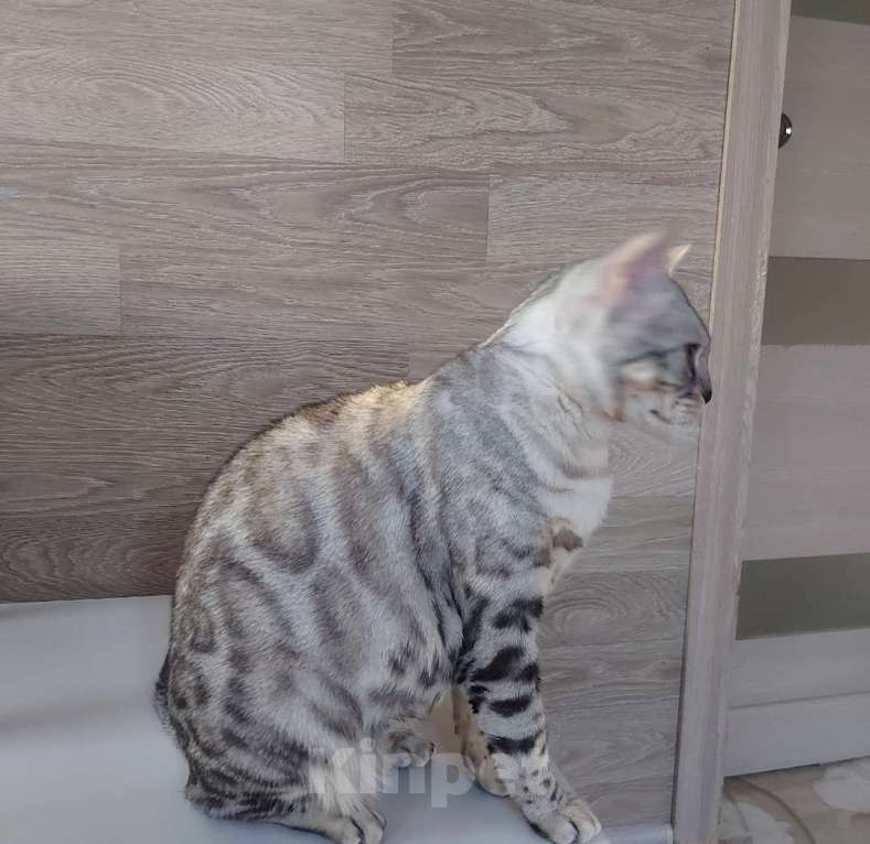 Кошки в Москве: Бенгальская кошка Девочка, 5 000 руб. - фото 2