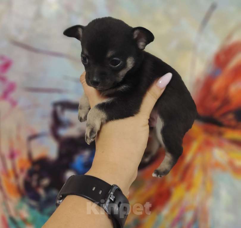 Собаки в Артеме: Продаётся, щенок мальчик чихуахуа Мальчик, 30 000 руб. - фото 2