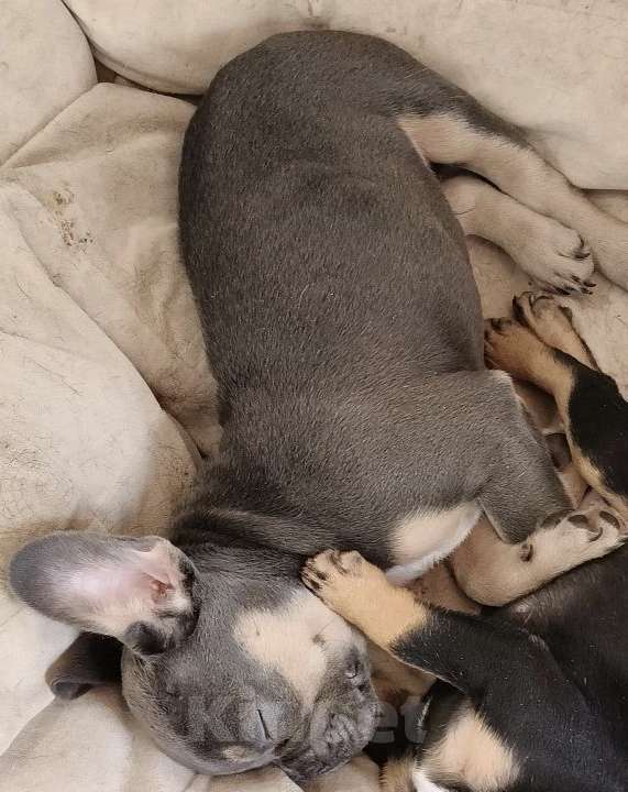 Собаки в Иркутске: Французский бульдог, щенок Мальчик, Бесплатно - фото 3