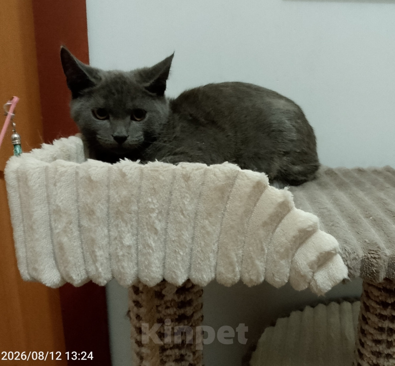 Кошки в Москве: Котенок в добрые руки Мальчик, Бесплатно - фото 1