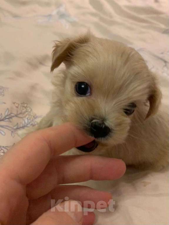 Собаки в Москве: щенки мальтипу Ф1 Мальчик, 150 000 руб. - фото 8