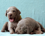 Собаки в Самаре: Шикарные щенки от шикарных родителей породы веймаранер  Мальчик, 75 000 руб. - фото 2