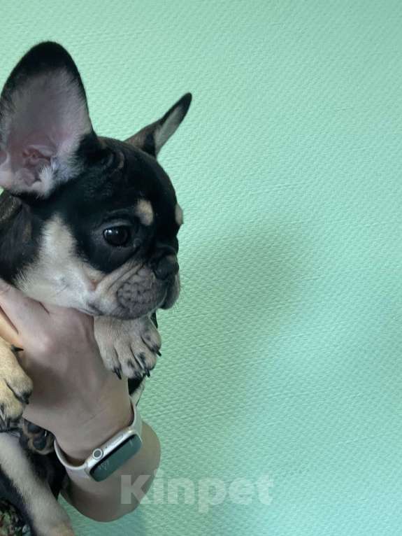 Собаки в других городах Ямало-Ненецкого автономного округа: Идеальный компаньон Девочка, Бесплатно - фото 5