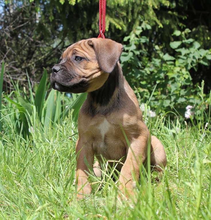 Собаки в Брянске: Предлагаются щенки Кане Корсо Девочка, 50 000 руб. - фото 3