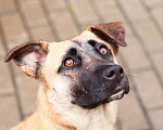 Собаки в Москве: Красавица собака по имени Лиса ищет свою семью Девочка, Бесплатно - фото 3