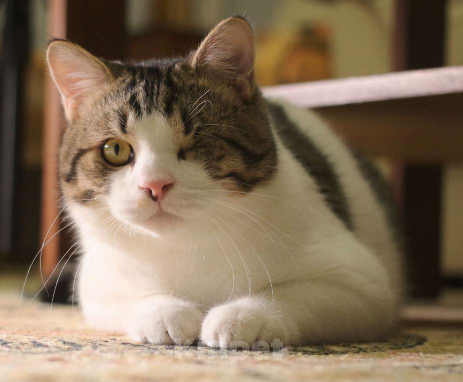 Кошки в Москве: Котенок Мишка  Мальчик, Бесплатно - фото 1