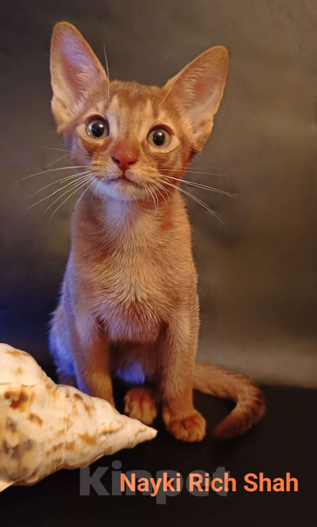 Кошки в Москве: Яркий ласковый абиссинский котик соррель Мальчик, 155 000 руб. - фото 4