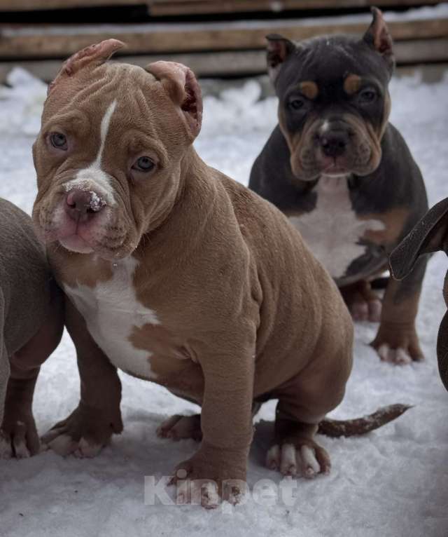 Собаки в Перми: Продаются щенки породы Американский булли Разнополые, 80 000 руб. - фото 3