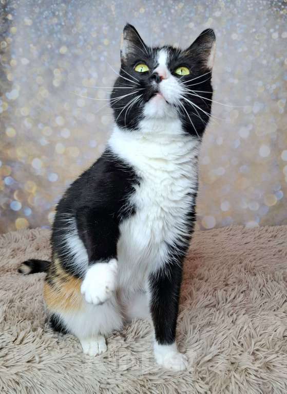 Кошки в Москве: Амалия будет на выставке-пристройстве в Москве Девочка, Бесплатно - фото 8