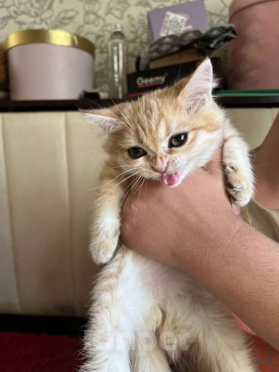 Кошки в Воронеже: Золотой британский мальчишка Мальчик, 30 000 руб. - фото 4