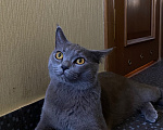 Кошки в Москве: Найден кот Мальчик, Бесплатно - фото 3