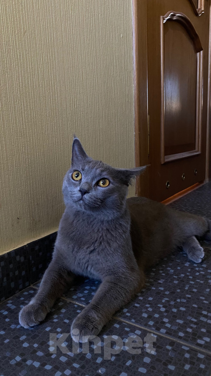 Кошки в Москве: Найден кот Мальчик, Бесплатно - фото 3