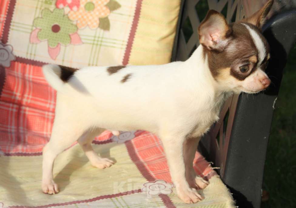 Собаки в Москве: Чихуахуа щенок мини мальчик  Мальчик, 45 000 руб. - фото 6