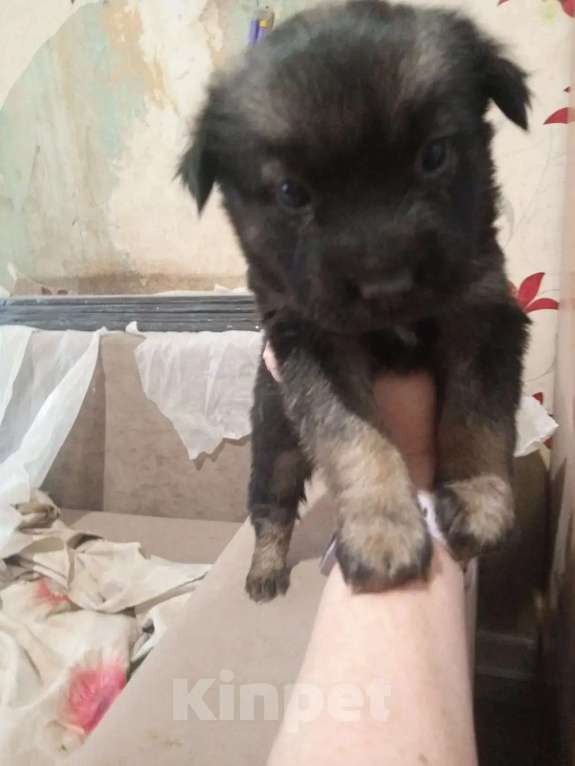 Собаки в Нижнем Тагиле: Щенки маламута в добрые руки.. БЕСПЛАТНО Девочка, Бесплатно - фото 2