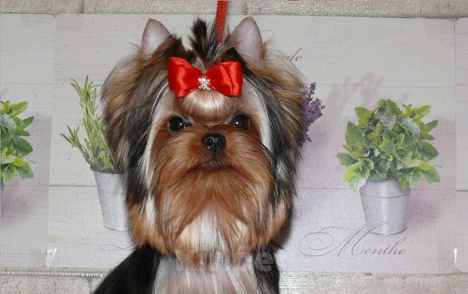 Собаки в Королеве: Йорк девочка, Девочка, 85 000 руб. - фото 2