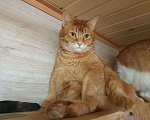 Кошки в Люберцах: Огненно-рыжий красавец ищет свою семью! Мальчик, Бесплатно - фото 1