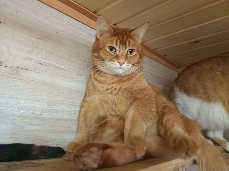 Огненно-рыжий красавец ищет свою семью!