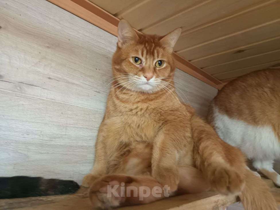 Кошки в Люберцах: Огненно-рыжий красавец ищет свою семью! Мальчик, Бесплатно - фото 1