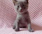 Кошки в Майкопе: отдаю котят в добрые руки  Девочка, Бесплатно - фото 2