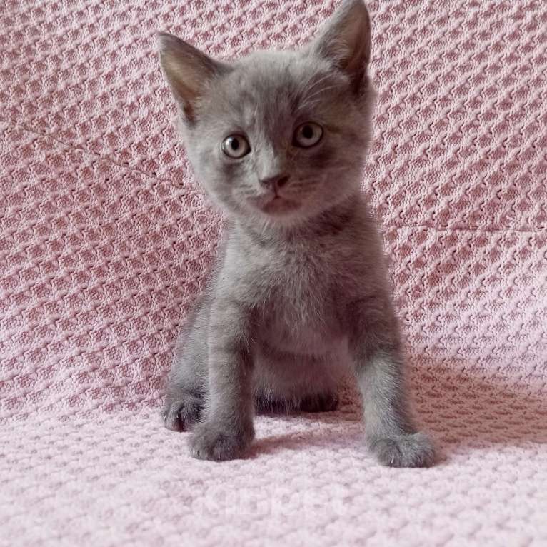 Кошки в Майкопе: отдаю кошечку в добрые руки  Девочка, Бесплатно - фото 2