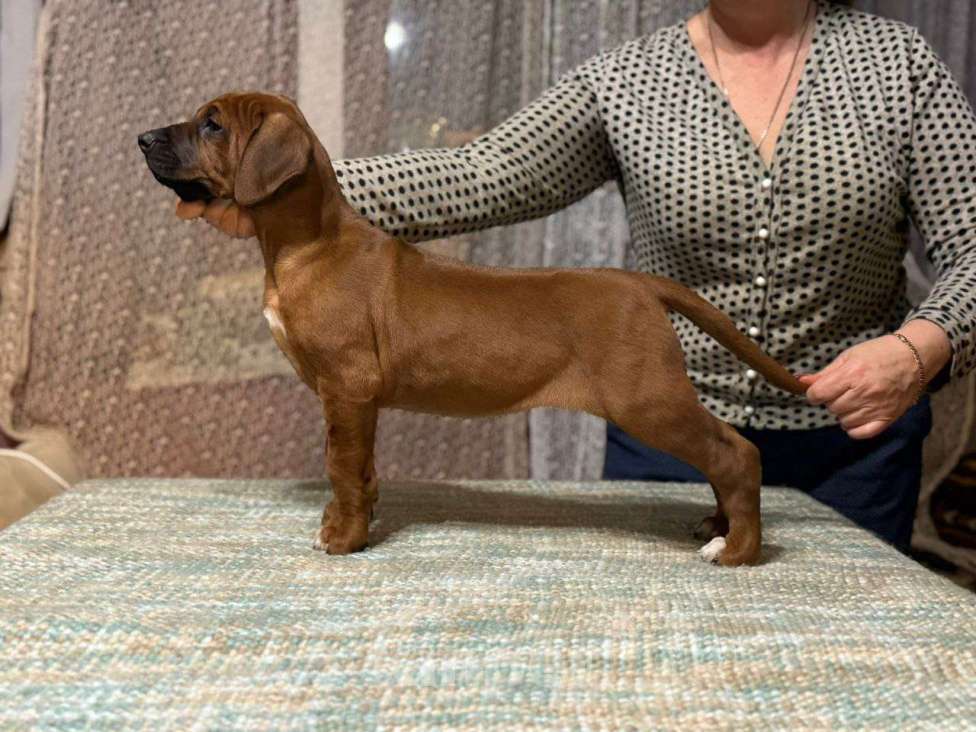 Собаки в других городах Московской области: Малышка Единственная в помете  Девочка, 110 000 руб. - фото 3