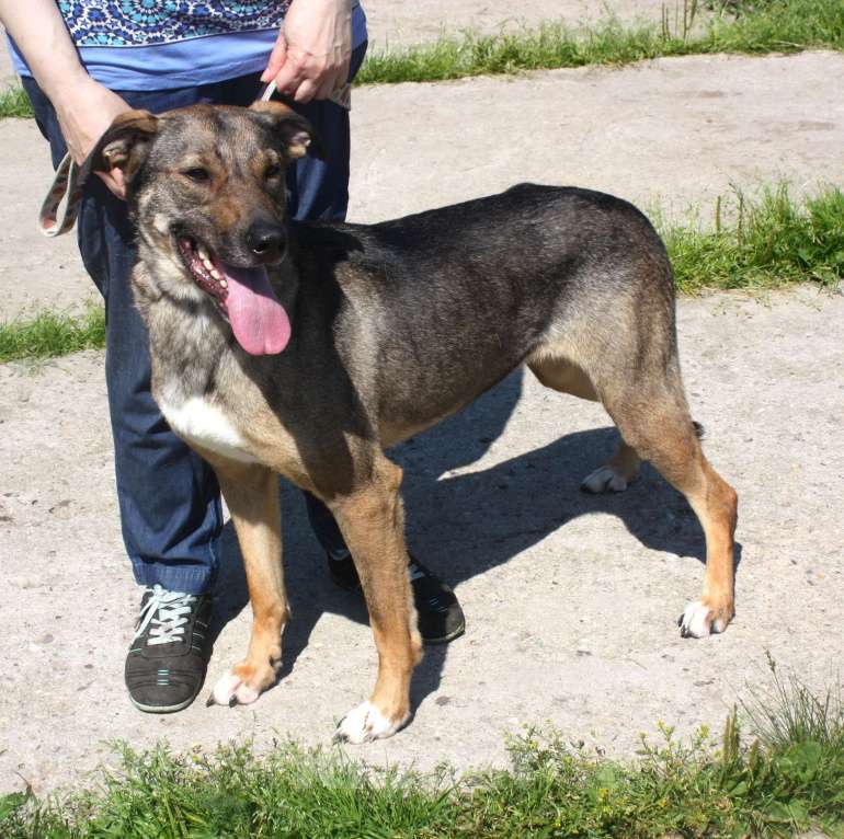 Собаки в Москве: Ласковая, добрая, жизнерадостная, умненькая собака Стеша ищет дом и семью  Девочка, Бесплатно - фото 9