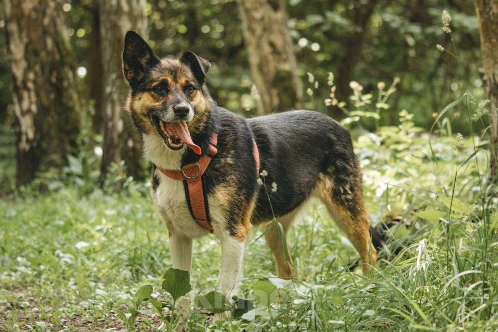 Собаки в Москве: Сью ищет дом Девочка, Бесплатно - фото 4