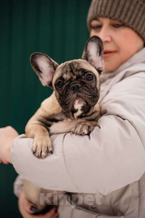 Собаки в Ростове-на-Дону: Готова к переезду.  Девочка, 50 000 руб. - фото 1