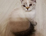 Кошки в Москве: Шотландские котята  Девочка, 10 000 руб. - фото 1
