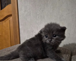 Кошки в Армавире: Продаю котят Мальчик, 5 000 руб. - фото 4