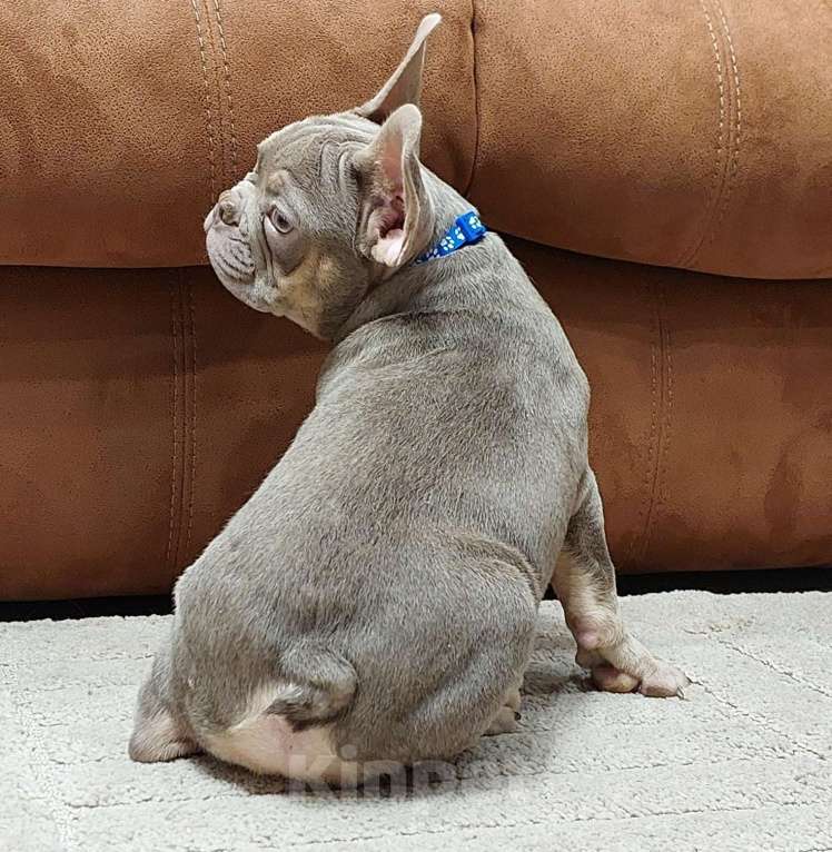 Собаки в Туле: Мальчик французского бульдога изабелла нью шейд Мальчик, 65 000 руб. - фото 3