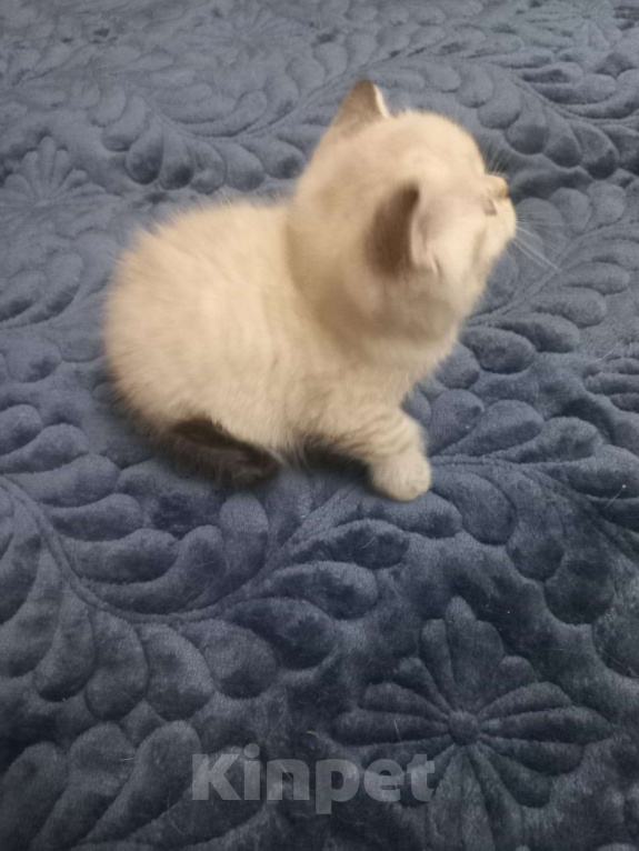 Кошки в Москве: Шотландский мальчик колор поинт страйт  Мальчик, 15 000 руб. - фото 2