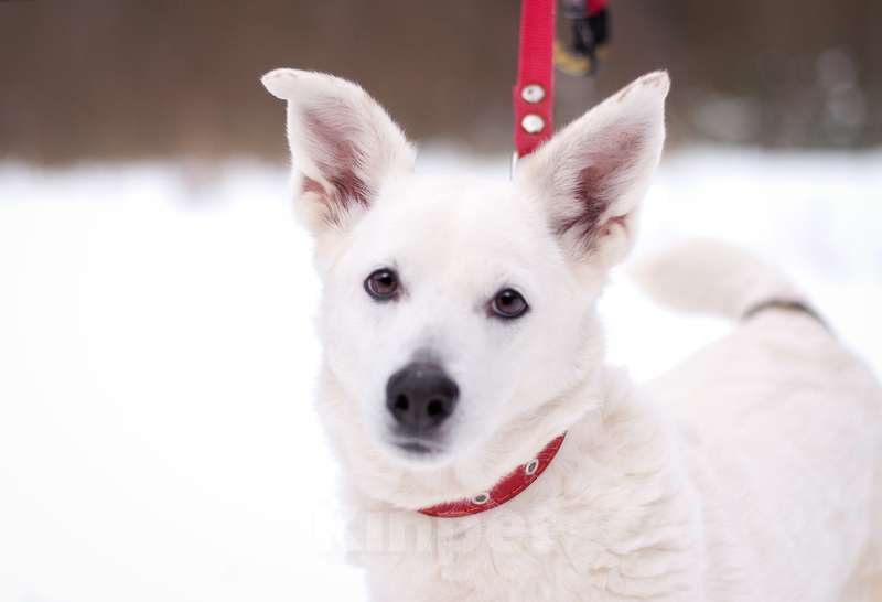 Собаки в Москве: Коротколапик — метис вельш корги Бейли в добрые руки Девочка, Бесплатно - фото 4