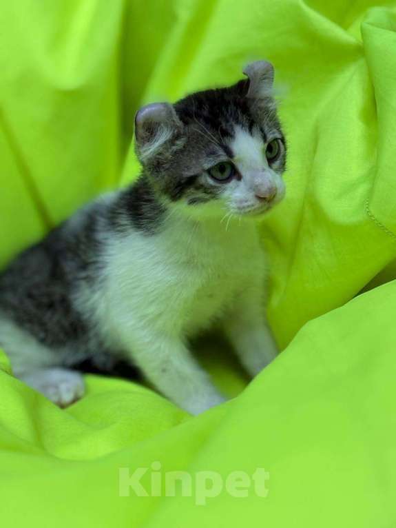 Кошки в Москве: Необыкновенный кот Мальчик, 20 000 руб. - фото 1