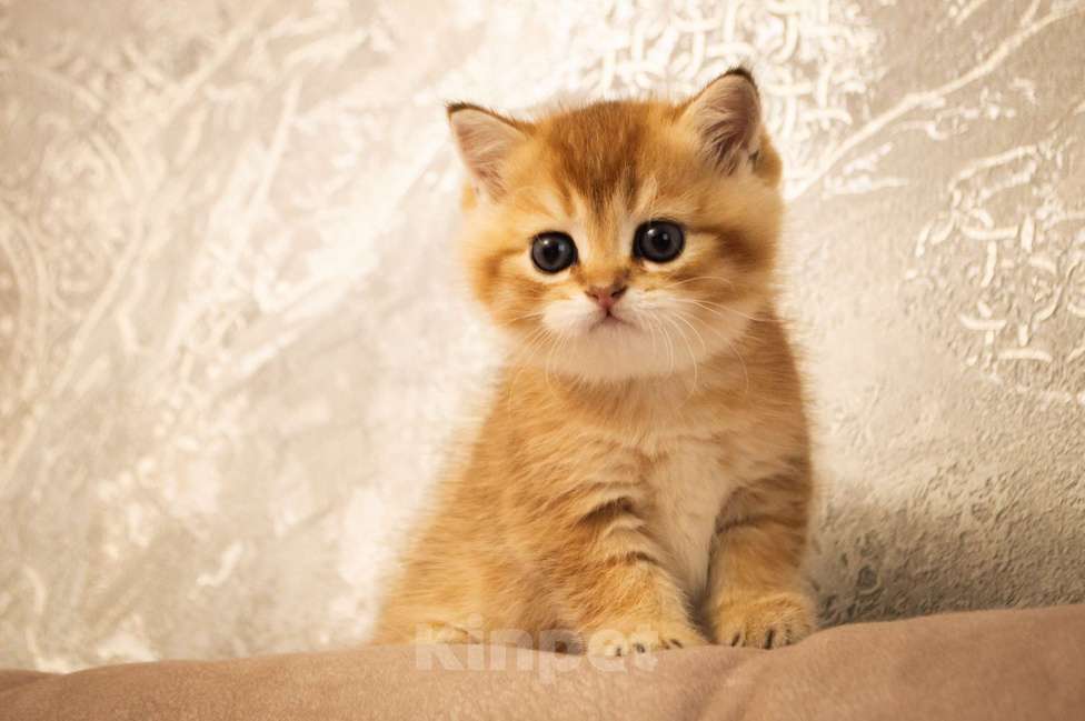 Кошки в Липецке: Шотландец 1 Мальчик, 18 000 руб. - фото 2