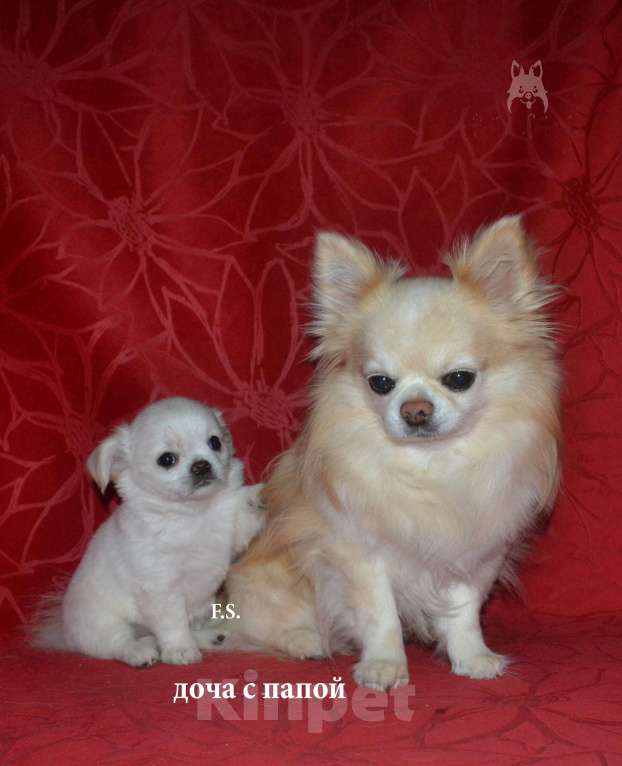 Собаки в Санкт-Петербурге: девочка чихуахуа Девочка, 40 000 руб. - фото 4