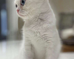 Кошки в Москве: Девочка вислоухая в белом окрасе с голубыми глазами. Девочка, 50 000 руб. - фото 3