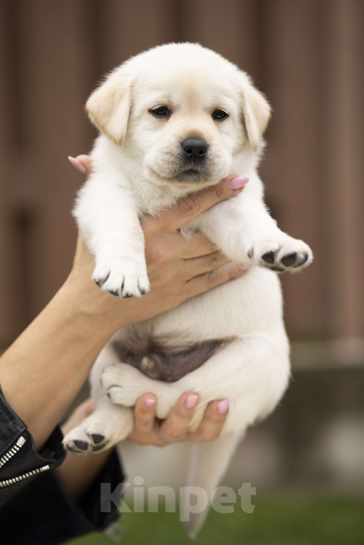 Собаки в Санкт-Петербурге: Породные Щенки  Лабрадора  Девочка, 90 000 руб. - фото 5