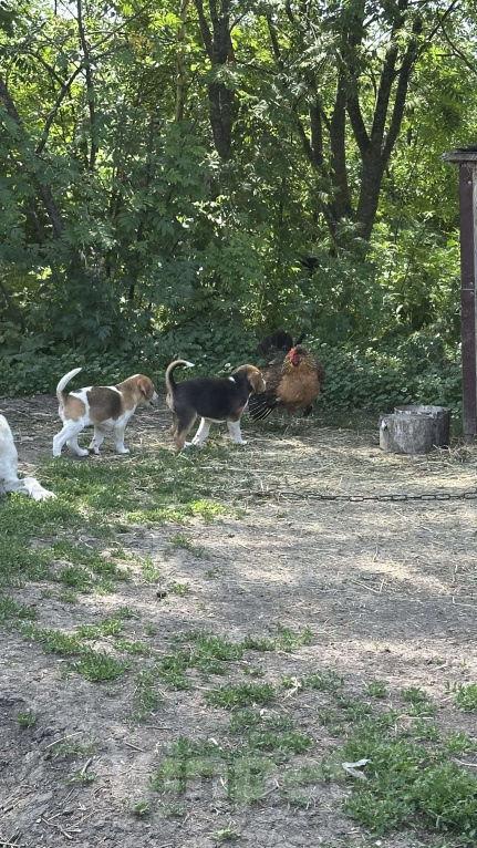 Собаки в Саранске: Русская пегая гончая  Девочка, Бесплатно - фото 5