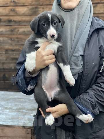 Кошки в Москве: Очаровательные малышки - сестрёнки  ищут дом! Девочка, 1 руб. - фото 7