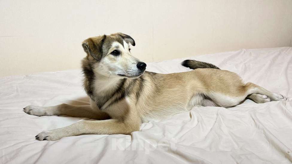 Собаки в Москве: Персик Девочка, Бесплатно - фото 3