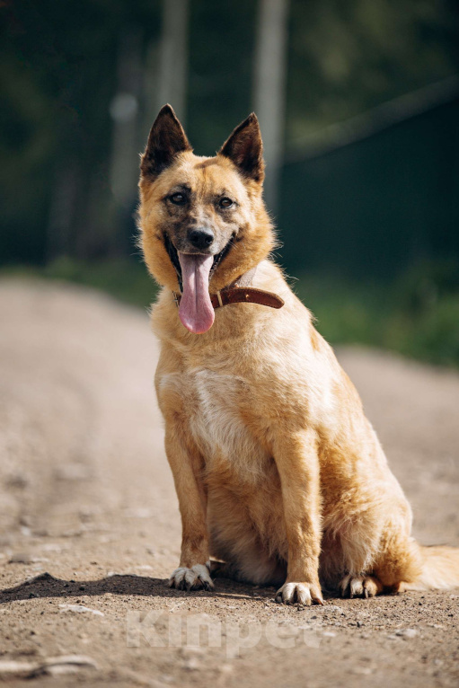 Собаки в Москве: Небольшая рыжая лисичка в добрые руки Мальчик, Бесплатно - фото 8