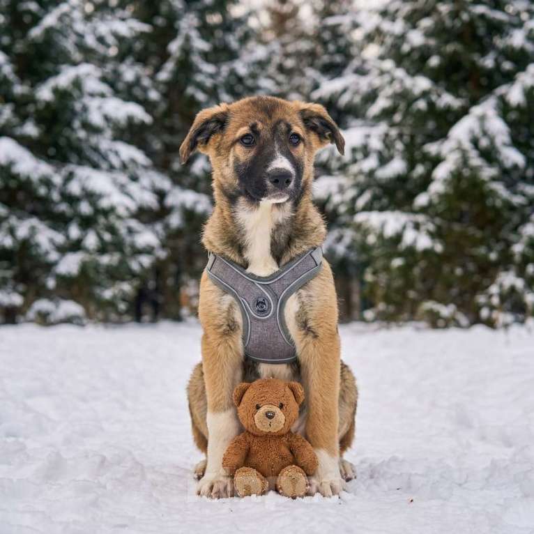 Собаки в Москве: щенок Луша в добрые руки Девочка, Бесплатно - фото 2